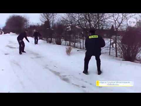 Wideo: Jak Posolić świnie