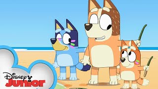 Bluey Season 3 Episode 41 'Stickbird' Episode Clip | @disneyjunior x @BlueyOfficialChannel by Disney Junior 255,011 views 2 weeks ago 2 minutes, 3 seconds