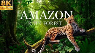 Amazon Wildlife In 8K - Animals That Call The Jungle Home | Amazon Rainforest | Relaxation Film