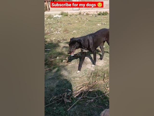 kalu,choti,radhu!! 😍 #shorts #kalu #dogs #straydog #minivlog