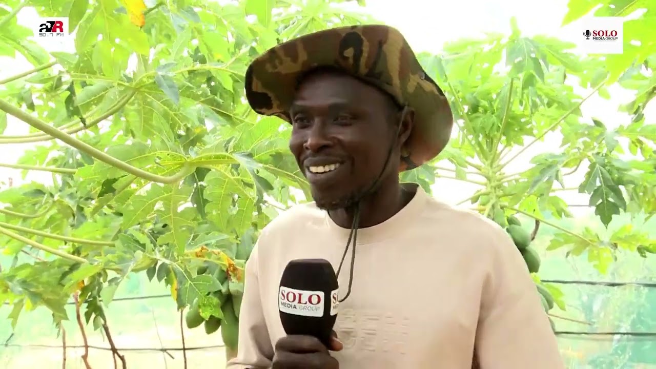 le champ de papayes qui attire tous les regards