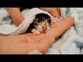生後１日の捨て猫の赤ちゃん子猫を保護します。
