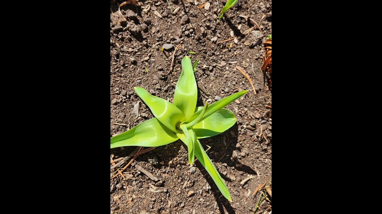 Buds and Blooms#garden #gardening #zone7b 