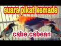 suara pikat kemade/cabe cabean gunung anti zonk. pancingan kemade bunga api