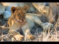 Live Cam - Photo Safaris in Kruger Park - Wildlife Photographic Tours #KrugerPark  #Wildlife  #Live