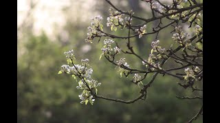 Die Natur erwacht...der Frühling ist da~