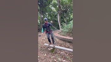 Limb Walking Practice Level 2 #arborist #arboriculture #treeclimber #treework #treeclimbing