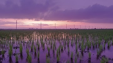 Sunrise on a Rice Paddy Field