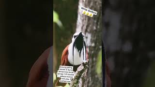 Burung paling heboh di Amazon peneliti di lapangan sampai harus pake pelindung telinga.
