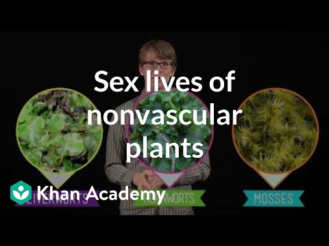 Видео: В покритосеменните растения какви структури приютяват женските гаметофити?