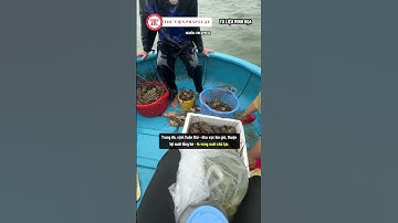 21 triệu con tôm hùm “bay màu”, hơn 3.000 tỷ đồng trôi theo dòng nước, nhìn mà… tiếc đứt ruột!