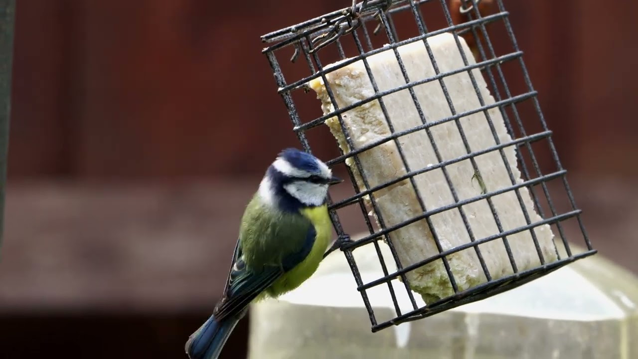 Blue Tit bringing food to feed chicks 4K