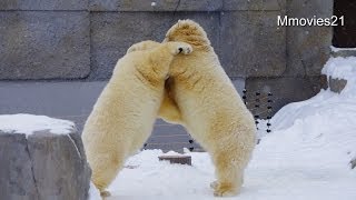 怒られる前にやめとこ~Polar Bear twin cubs are playing