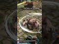 Killing zombies #zombiesurvival #zombieshorts #zombieland #gamers #funnygameplay #comedygamers