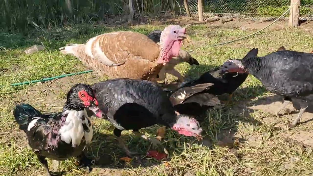 هل يمكن جمع الديك الرومي مع البط المصري المسكوفي !؟