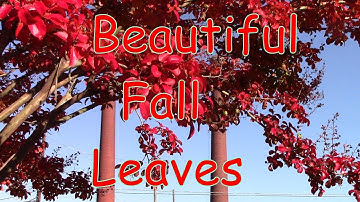 Beautiful Trees Changing Colors For Fall