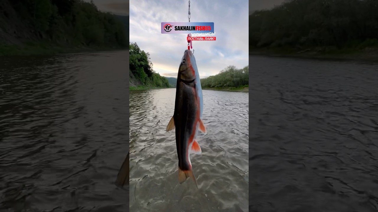 Красноперка-угай сегодня раздавала как нужно 🎣 