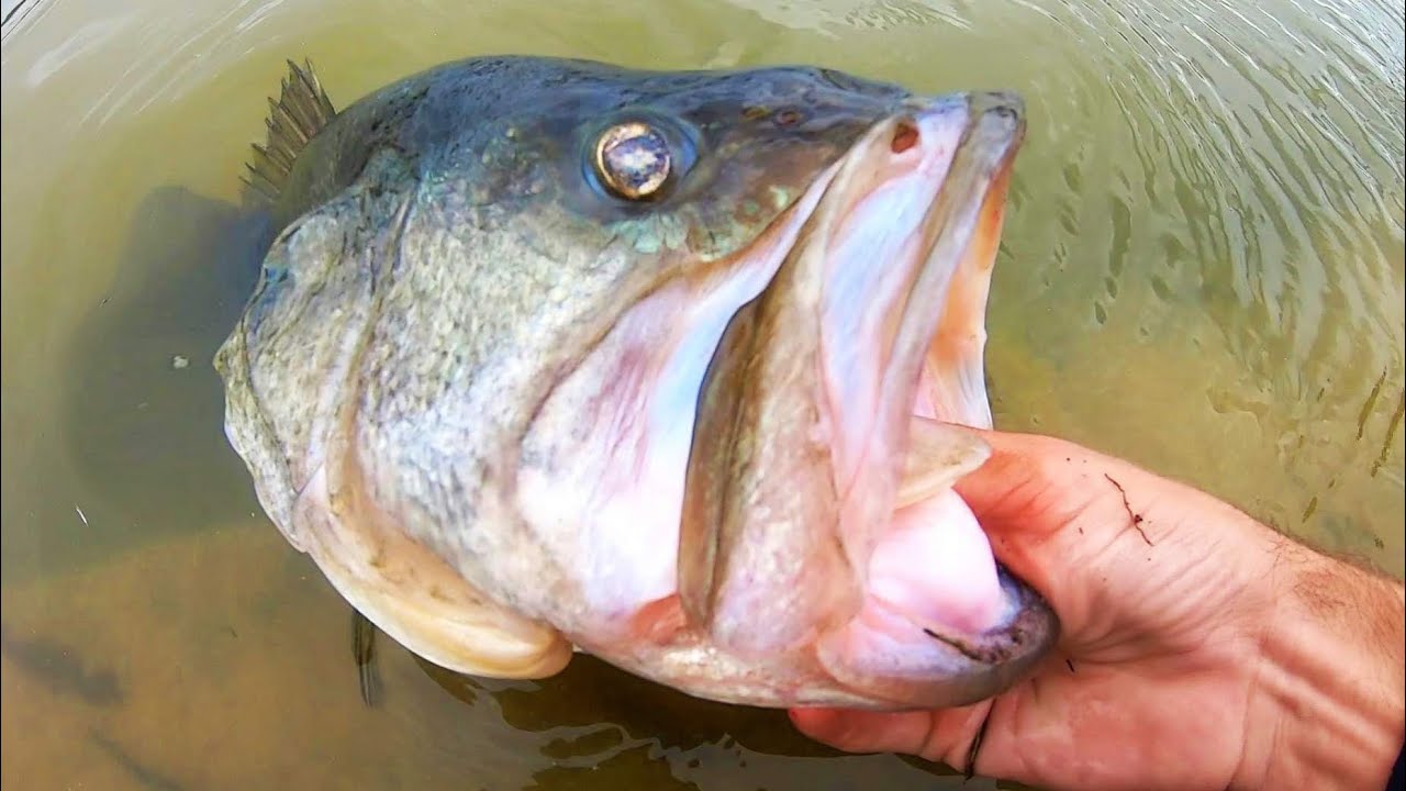 GNARLY MONSTER BASS CRUSHES SWIMBAIT at the BANK!