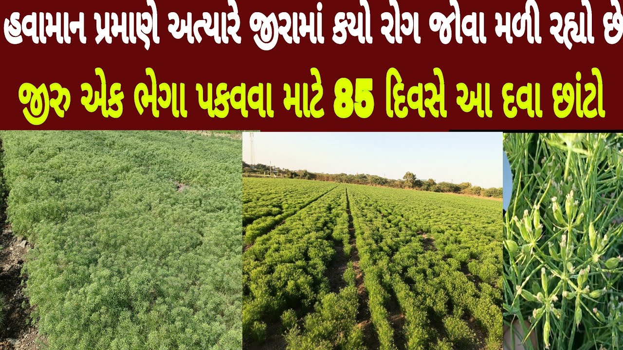 હવામાન પ્રમાણે અત્યારે જીરામાં કયો રોગ જોવા મળી રહ્યો છે, અને કઈ દવાનો છટકાવ કરવો, જીરા,jira ma deva