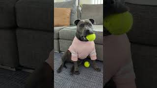 Watch Holly Grow Up 🥰 by Holly The Blue Staffy 1,213 views 7 months ago 1 minute, 3 seconds