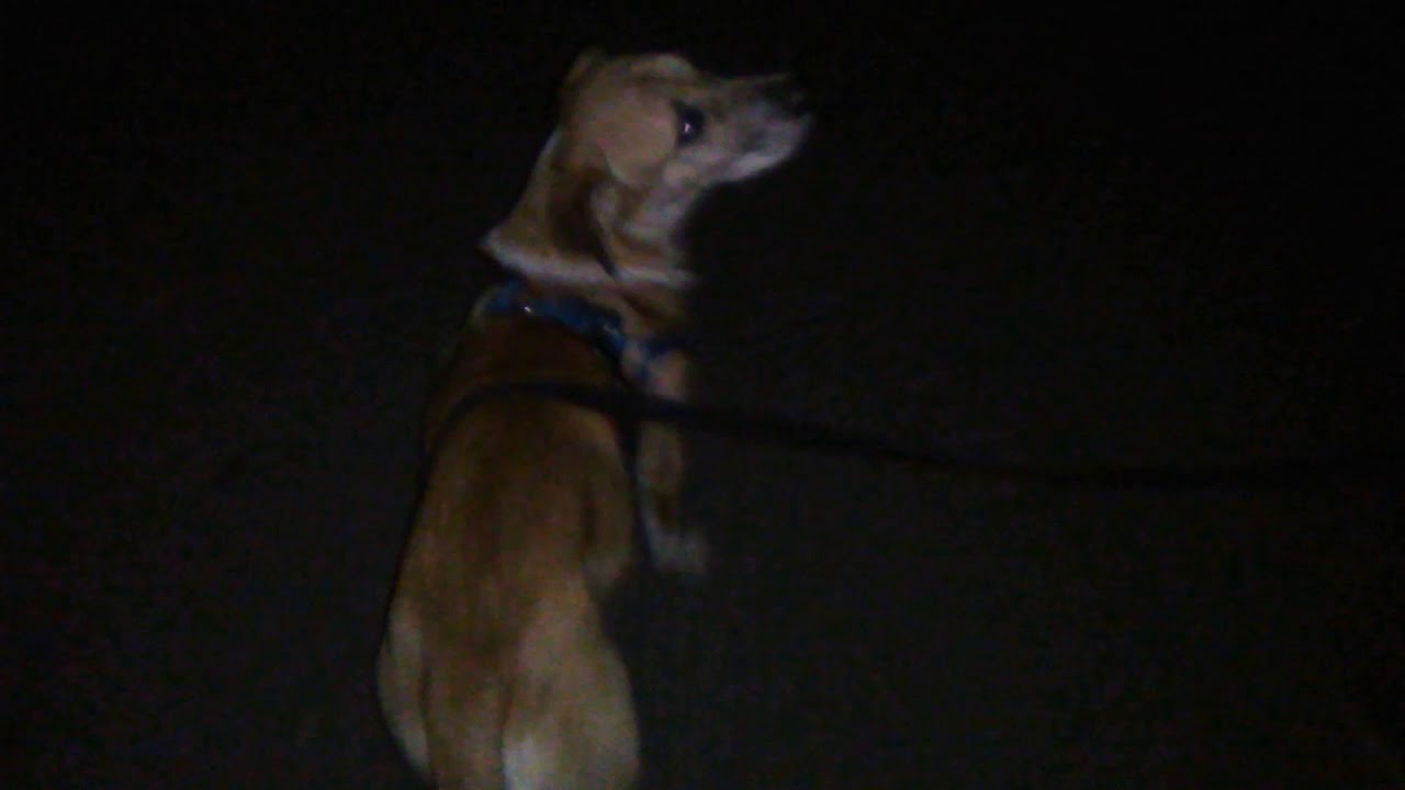 Night Time Dog Walk Part 1