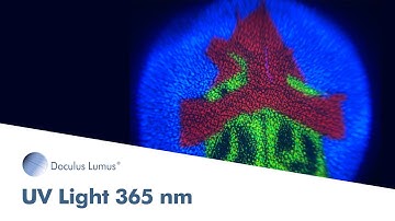 UV Light 365 nm | Doculus Lumus