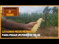 LEVANDO MEUS MENINOS PARA PEGAR UM POUCO DE MILHO - KLÉBER NA FAZENDA