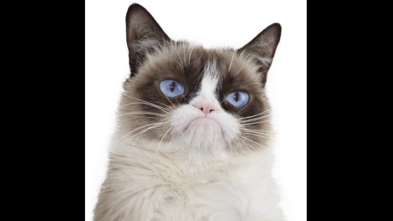 Grumpy cat 