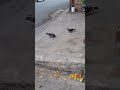 cute and lovely pigeons #pigeon #pigeonlover #birds #pet