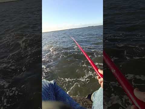 الشرغوش الغشيم الشرغو       