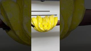 My HY Designer Green Tree Python approaching the age of 3. She went from red to this insane yellow.