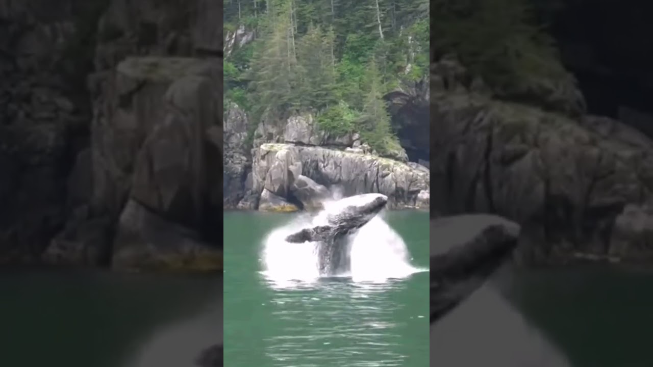 Humpback whale breaching in Alaska
