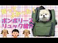 買って良かった！犬猫用キャリーバックの紹介です【ポメラニアン】【リュック　購入品紹介】