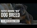 THE FASTEST GROWING NEW DOG BREED 2019: THE AMERICAN BULLY