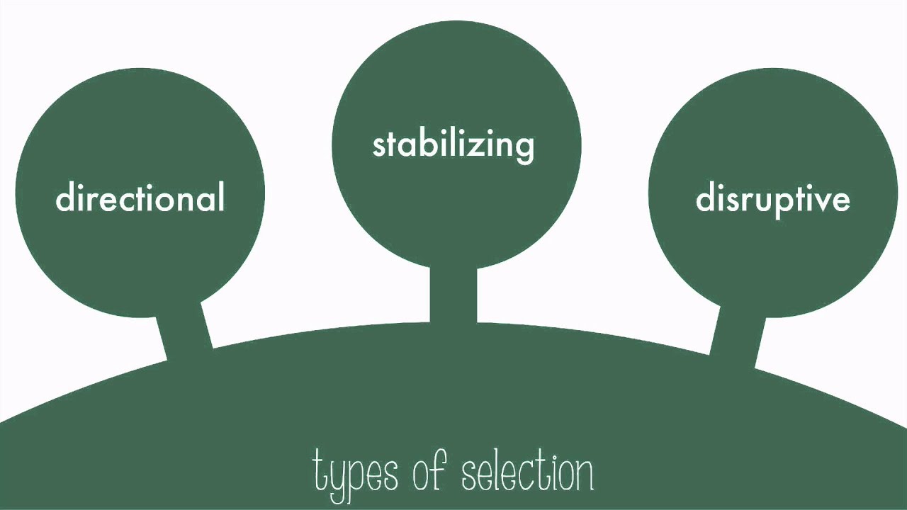 What are the three types of natural selection?