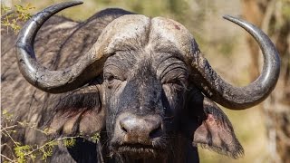 Amazing Facts About Buffaloes