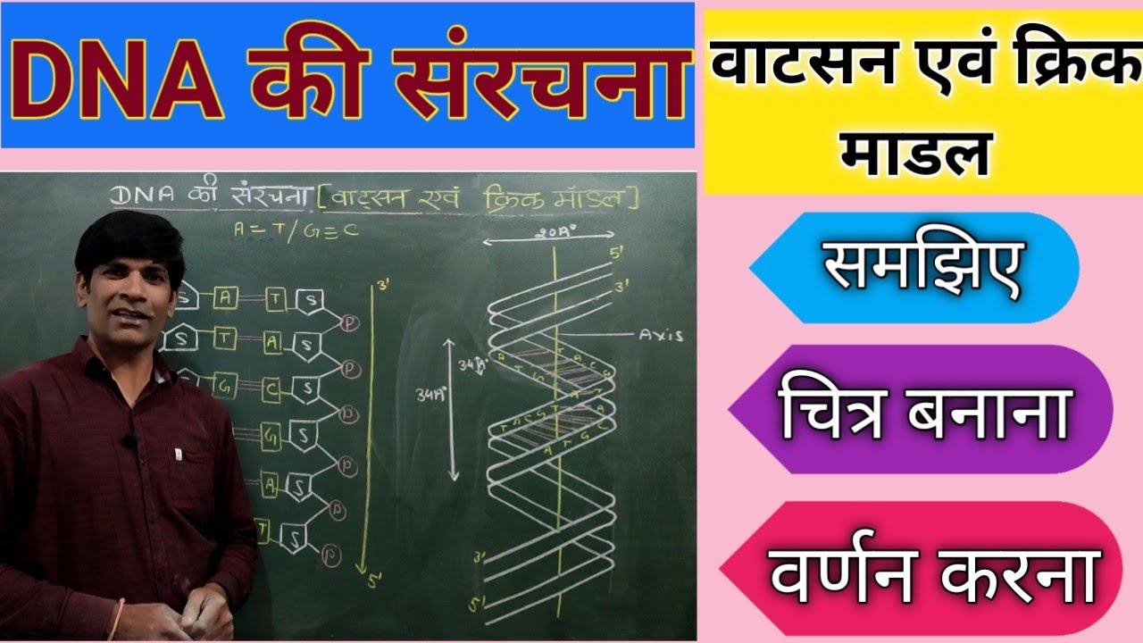 DNA की संरचना। The Structure of DNA.वाट्सन एवं क्रिक का DNA माडल। Watson and Crick Model.