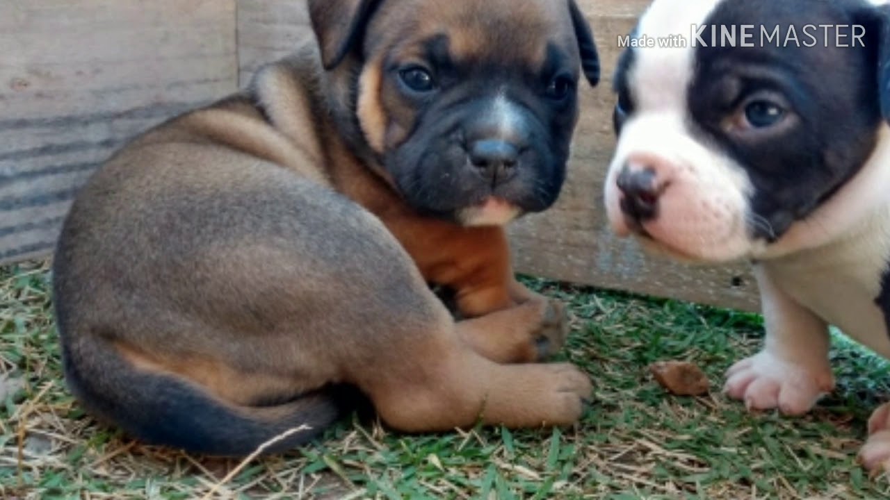 American Bully filhotes a venda YouTube