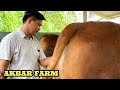 SAPI JUMBO AKBAR FARM SIAP QURBAN wilayah sukorejo