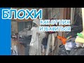 ВЛОГ НОВАЯ ПРОБЛЕМА/ БЛОХИ И КАК ОТ НИХ ИЗБАВИТЬСЯ/ ИЗ ГОРОДА В ДЕРЕВНЮ 15.08.20