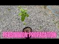 Propagating persimmons via seed