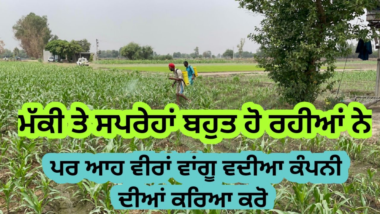 ਮੱਕੀ ਤੇ ਸੁੰਡੀ ਬਹੁਤ ਆ ਆਹ ਦਵਾਈਆਂ ਕੀਤੀਆਂ ਨੇ ਵੀਰਾਂ ਨੇ ਦੇਖੋ ਕੀ result ਮਿਲੂ ਬਾਕੀ ਤੁਸੀਂ ਦਸਿਓ।