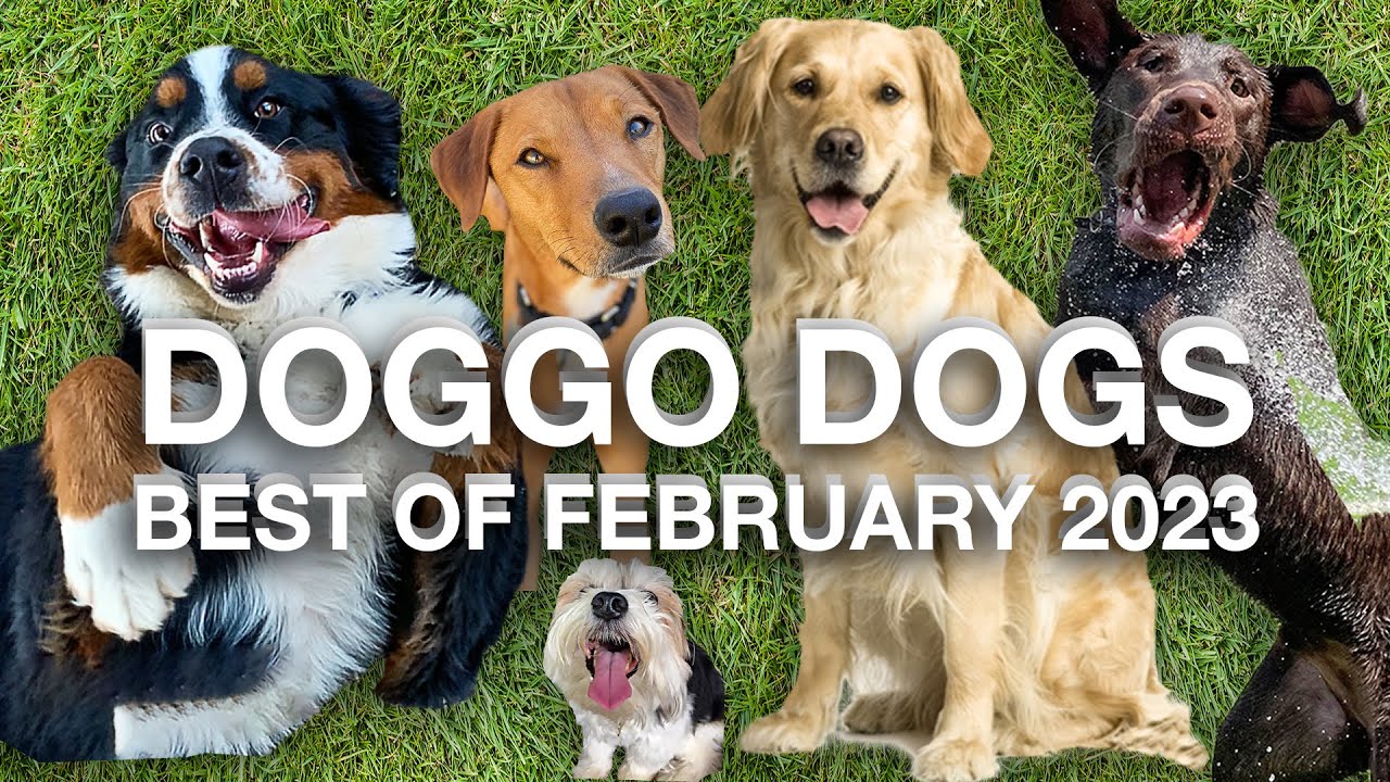 Dogs In February Dogs Doing Dog Things: Best of February 2023 - YouTube