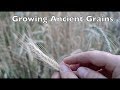 Growing Ancient Grains In Your Garden.