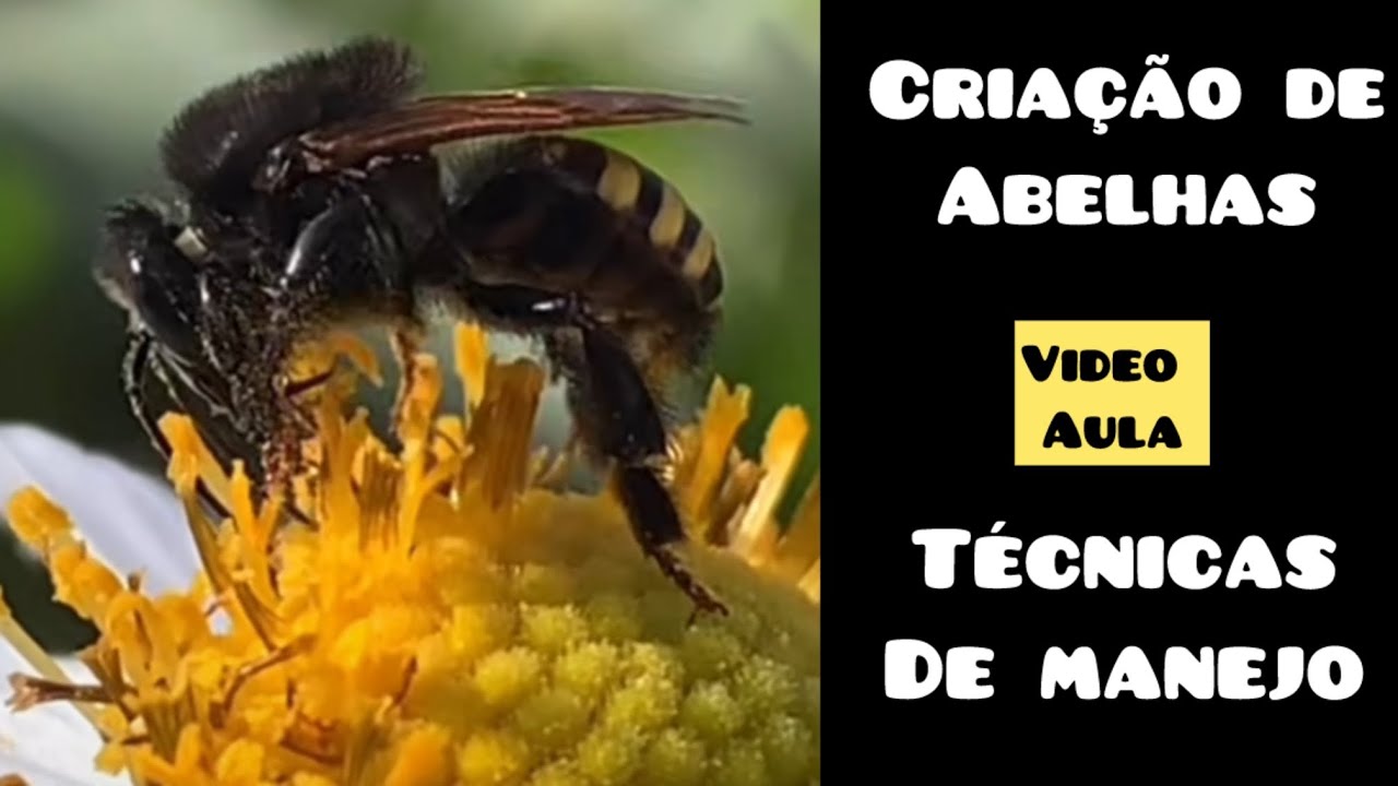 Criação de abelhas