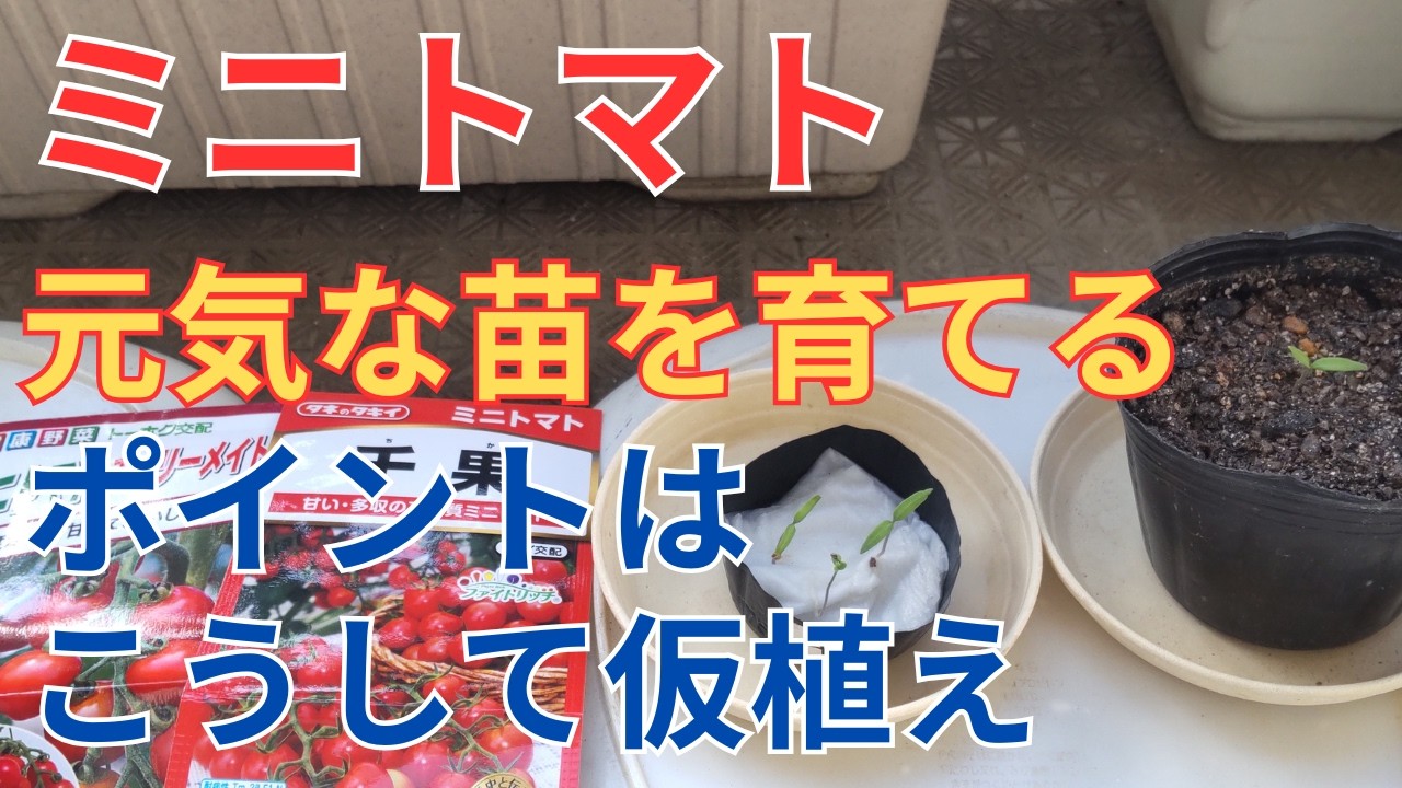 2/18 [Cherry Tomatoes] Temporarily planting: The key to growing