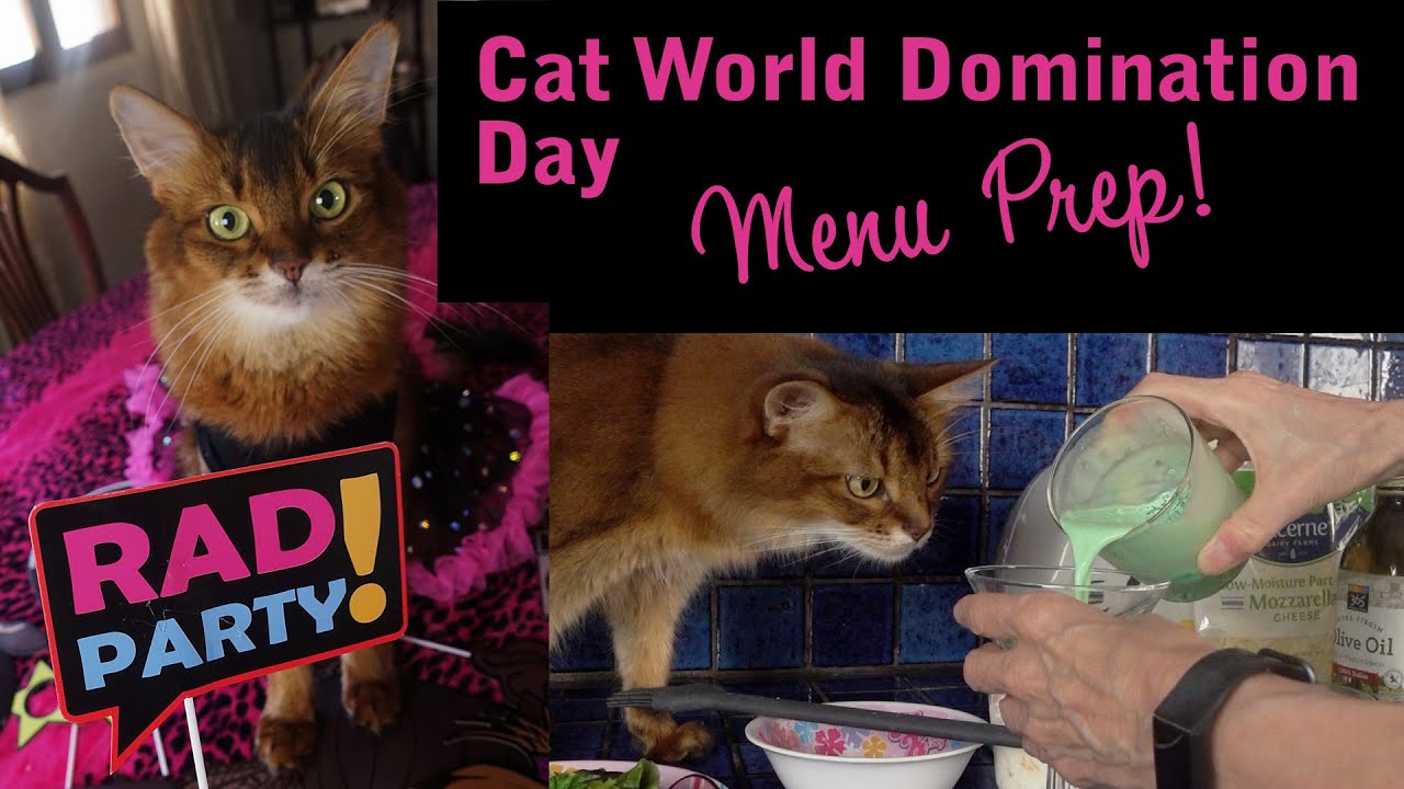 CAT WORLD DOMINATION DAY 2020: Summer helps prepare kitty treats for an 80s themed party