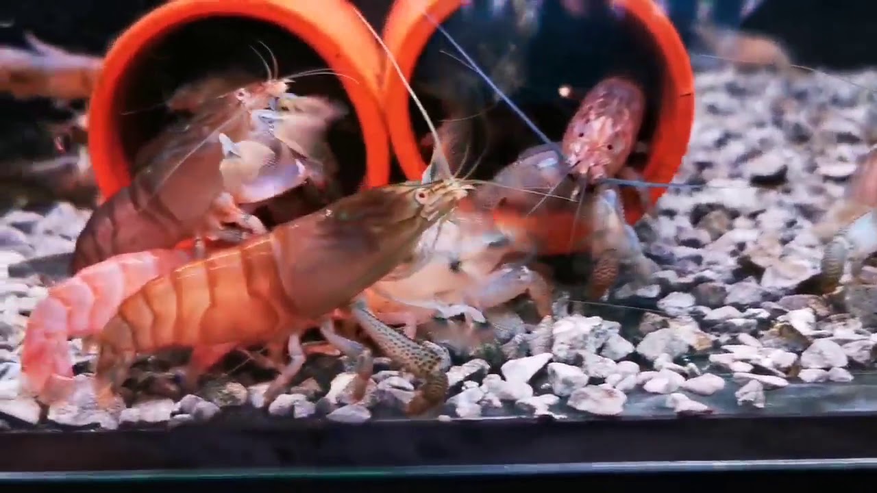 Giant African Filter Shrimp