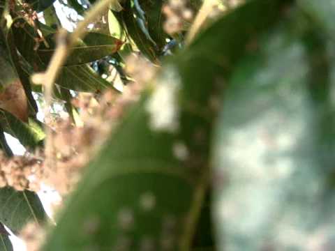 Mango disease