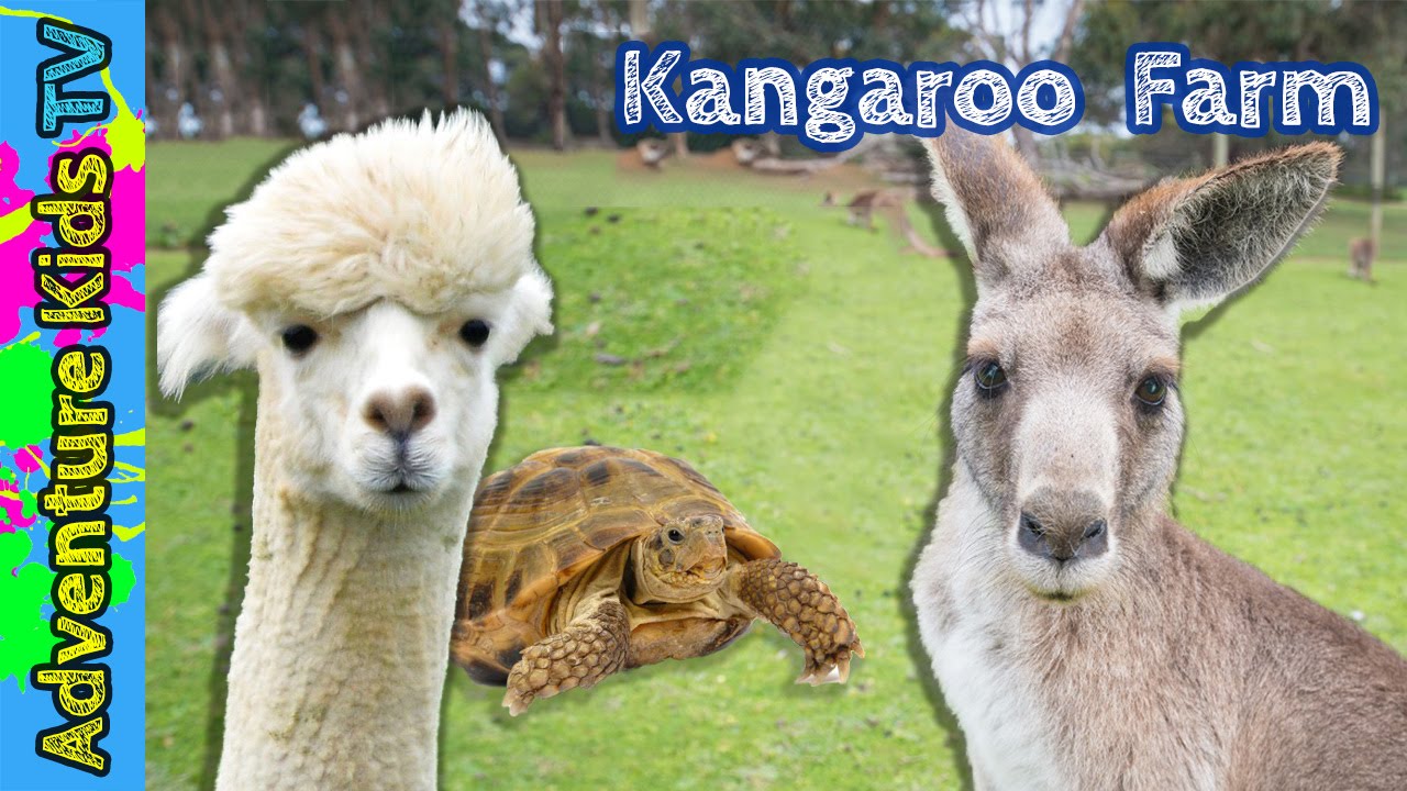 Kangaroo Farm Arlington The Outback Kangaroo Farm Arlington Wa.